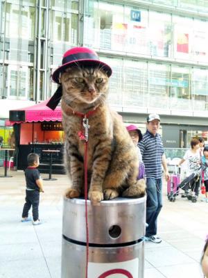 赤いシャッポの猫ちゃん