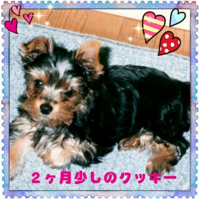 クッキー2ヶ月少し