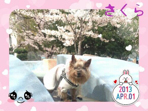 今年のクッキーと桜