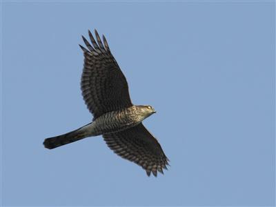 IMG_1077_R.jpg