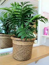 yasi_20120206132013.jpg