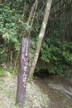 いっせんぼく