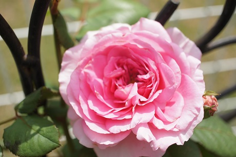 薔薇
