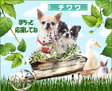 にほんブログ村 犬ブログ チワワへ