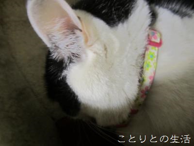 のんちゃん201311222