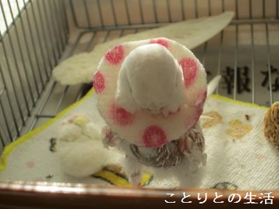 20131203エリカラ2