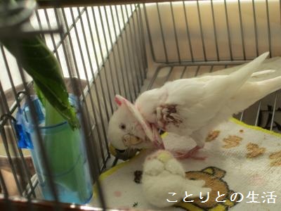 20131203エリカラ4