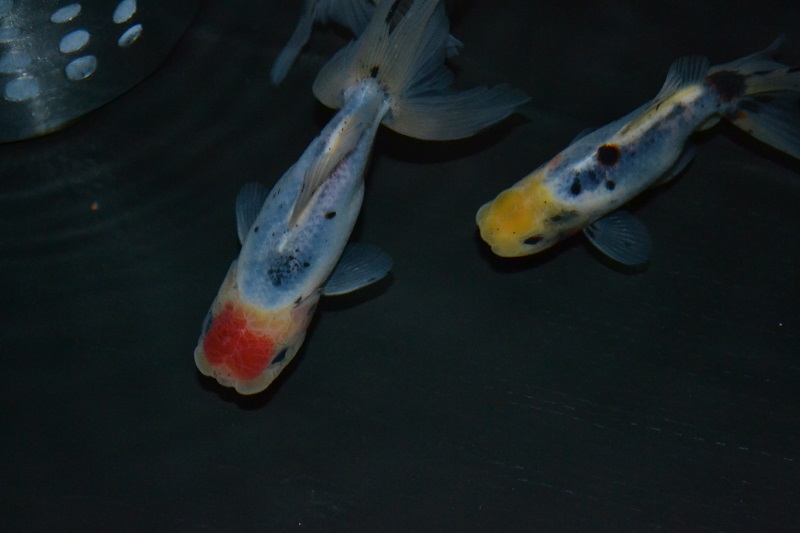 2013120411.jpg