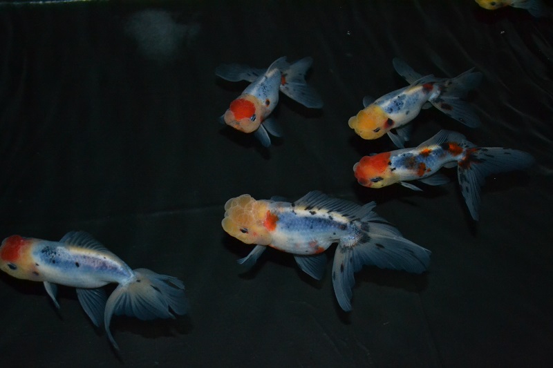 201312125.jpg