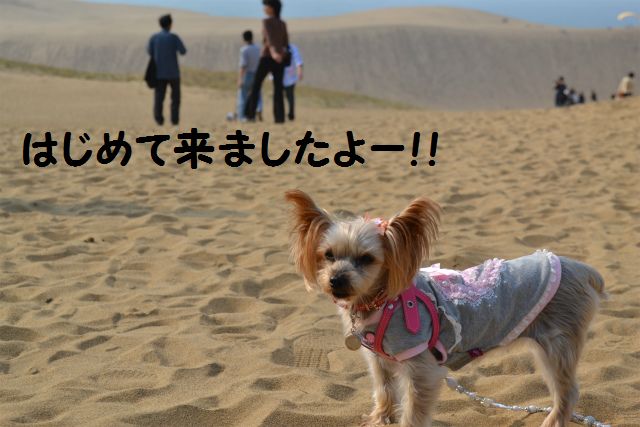 砂丘だよ!