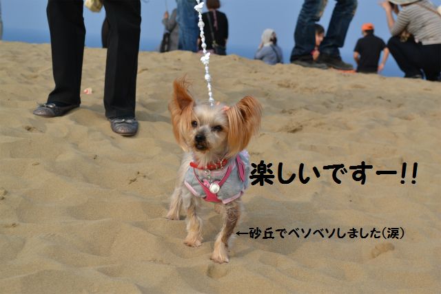 砂丘の中心で愛をさけぶ