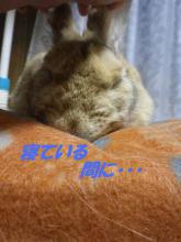 スフィンクス33