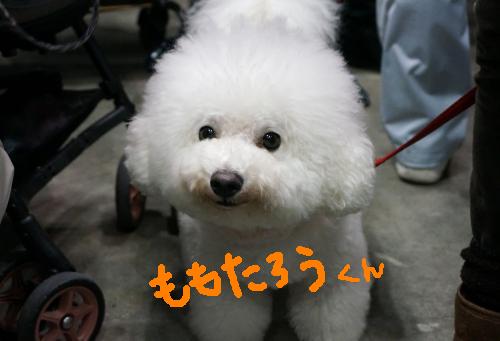 ショー9