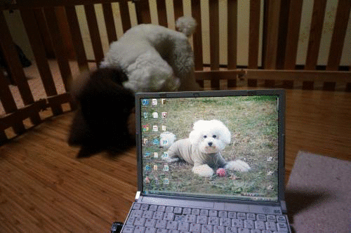 PC.gif