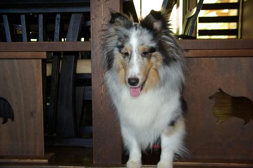 110918C-07dog.jpg