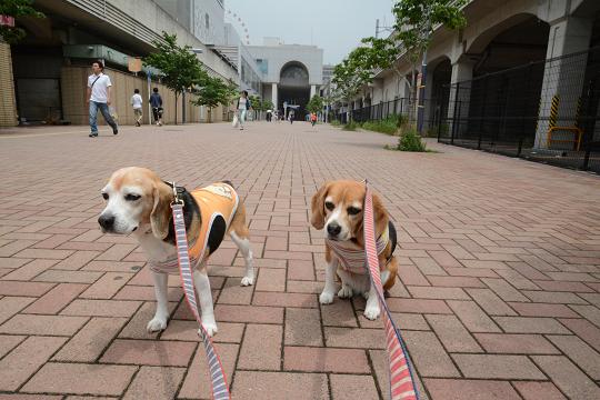 130615-08cookychara01.jpg