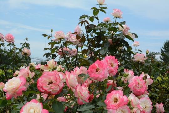 130622-18rose03.jpg