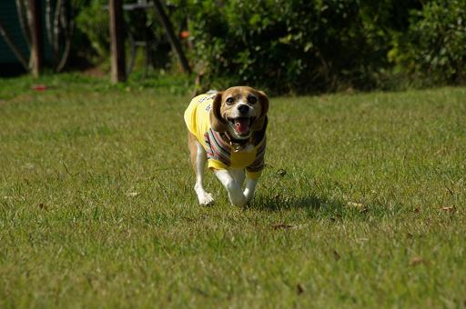 111008-29chara run02