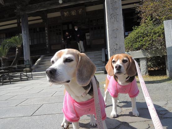 130315-32cookychara in ryousenji02