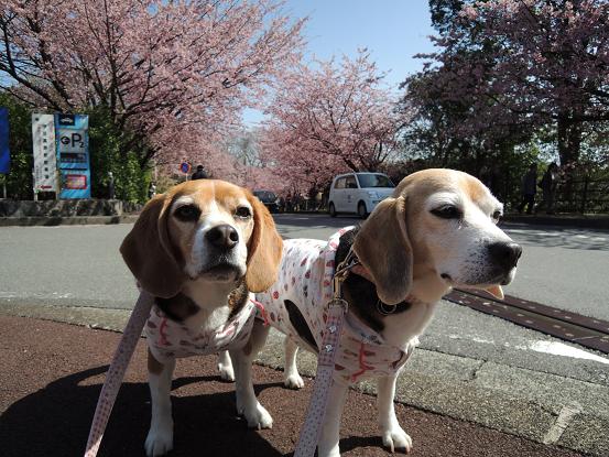 130316-37cookychara in sakura02