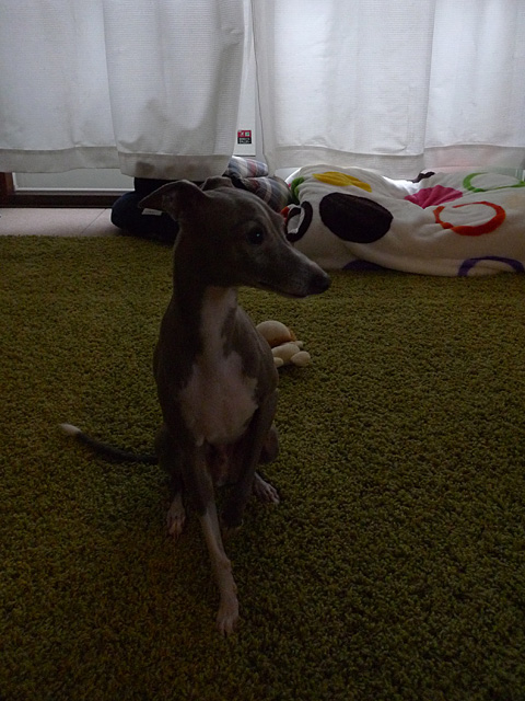 P1030334.jpg