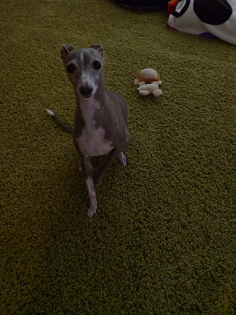 P1030339.jpg