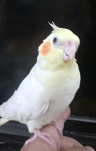 8月22日、桜