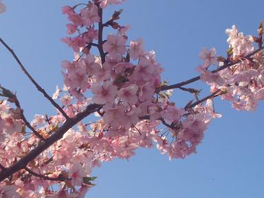 3月29日、福田公園の桜2