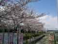 sakura2_1.jpg