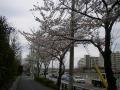 sakura2_2.jpg