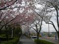 sakura2_3.jpg