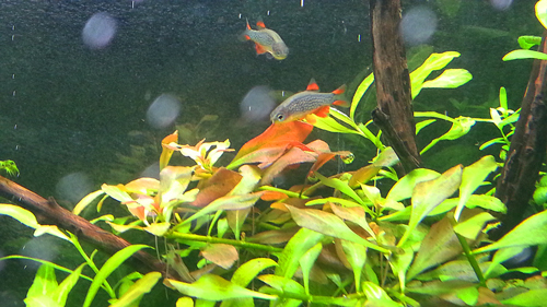 ハナビ1