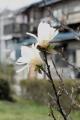 IMG_0028 木蓮-1
