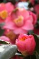 IMG_0123花