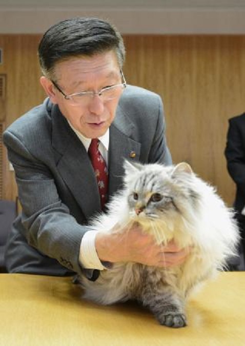 シベリア猫
