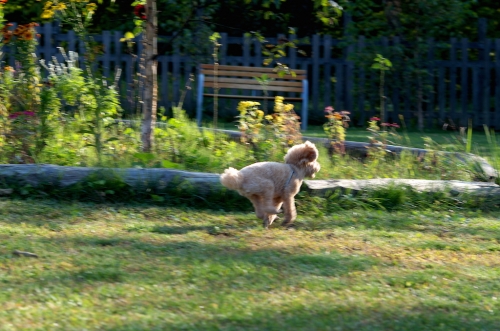 IMGP0216.jpg