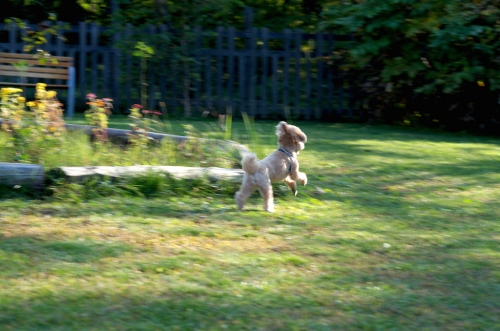 IMGP0218.jpg
