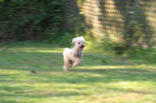 IMGP0222.jpg