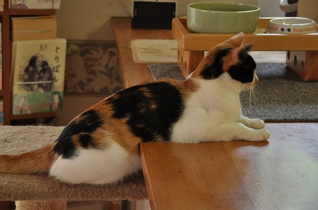 DSC_0338a.jpg