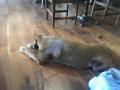 010犬What is name