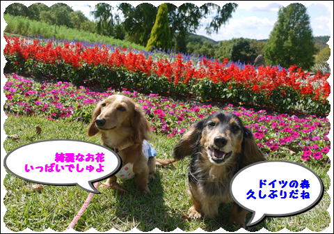 ドイツの森①