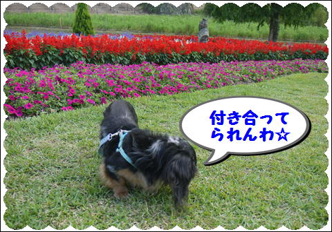 ドイツの森③