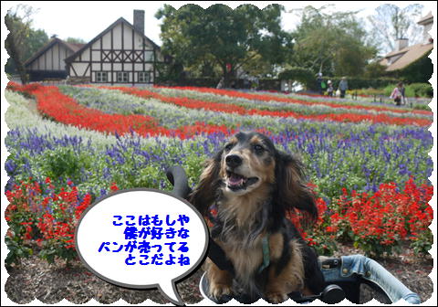 ドイツの森④