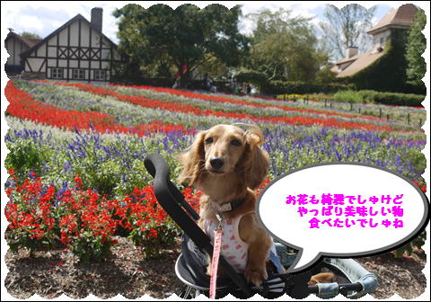 ドイツの森⑥