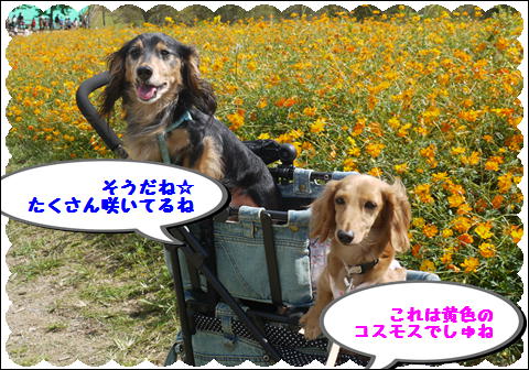 ドイツの森⑤