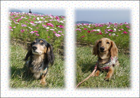 花さじき201110①