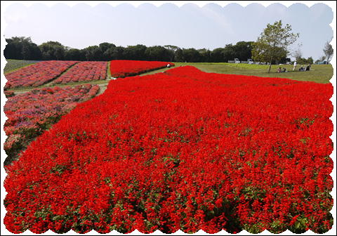 花さじき10月③
