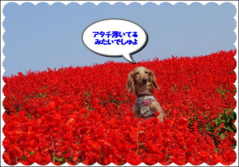 花さじき201110④