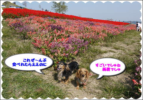 花さじき201110⑥