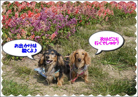 花さじき201110⑦